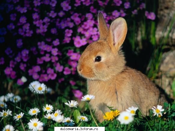 Ce animale va plac? - eu ador toate animalele in plus sunt o iubitoare - Cafenea