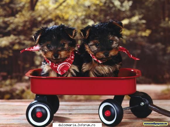 Ce animale va plac? - dulcyca_ta_din_RBD - Cafenea
