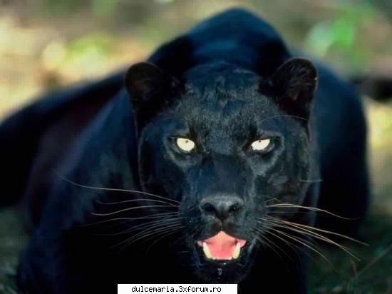 Ce animale va plac? - panterele negre si caini - Cafenea