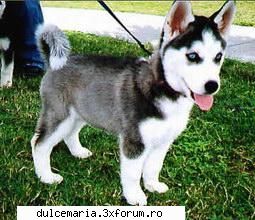 Ce animale va plac? - dulcika_a57 - Cafenea