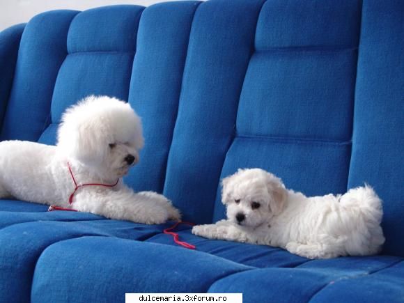 Ce animale va plac? - cutzu :):):):*:*:*:*:*:*:* - Cafenea