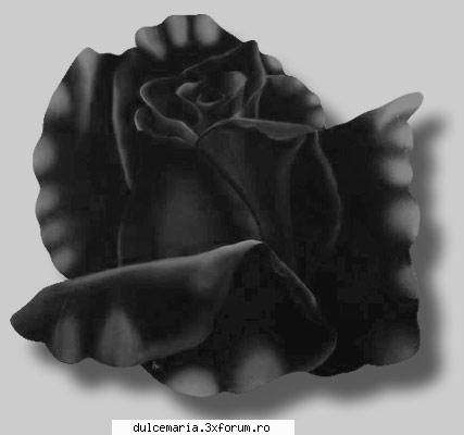 Ce flori va plac? - bLack r0sEs(de altfel sh porecla mea black rose - Cafenea